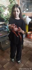 Интерактивная игра «Братья наши меньшие