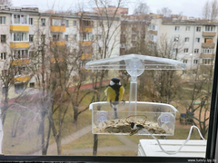 Городская экологическая акция «Покормите птиц зимой»